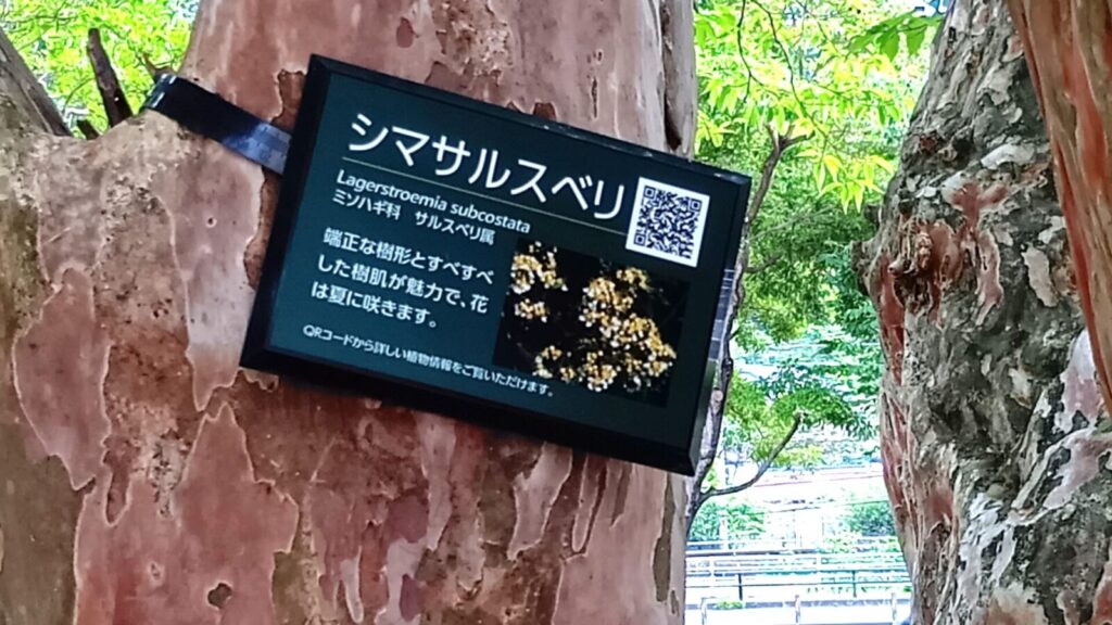 大分、田ノ浦ビーチ、二次元コード、樹木、名前、樹名板、夏休み、宿題、研究、学び、勉強