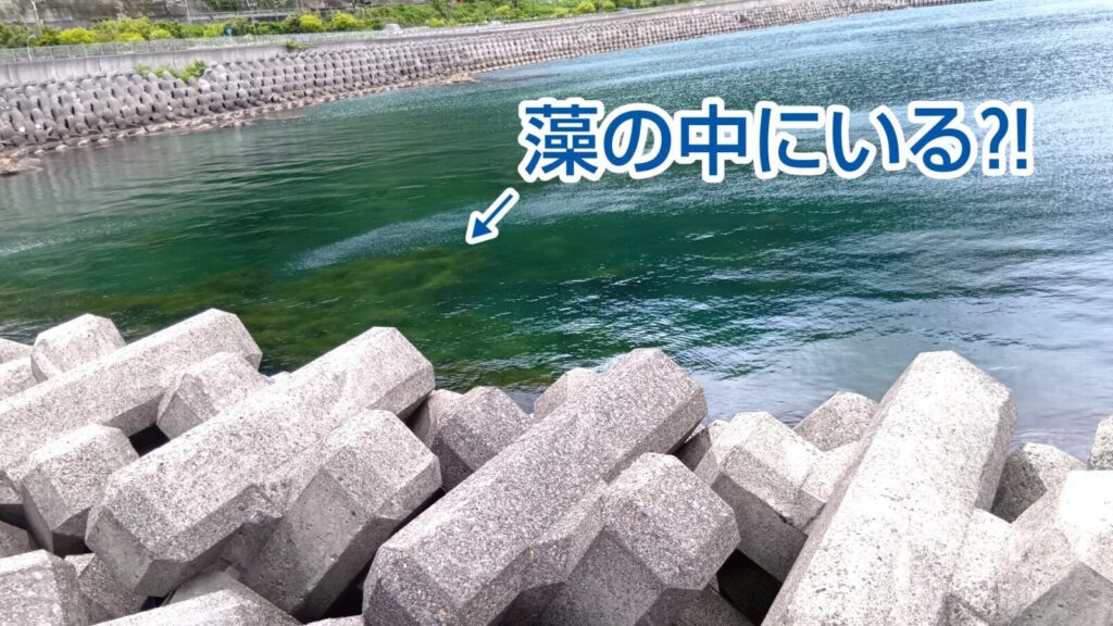 大分、田ノ浦ビーチ、釣り場、うみたまご