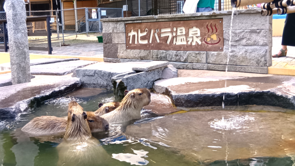 カピバラ温泉に浸かる、カピバラ母と子供達。