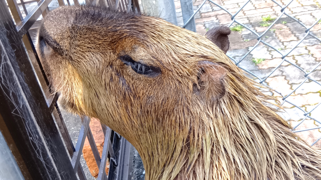 カピバラ母。息子のいる柵をカミカミしていた。