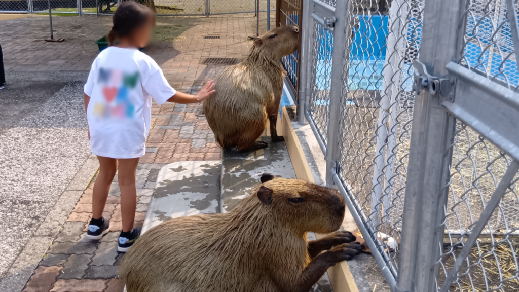 カピバラ温泉で、湯からあがったカピバラ母を触る子供。カピバラはとてもおとなしく触らせてあげていた。